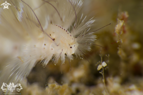 A Bristle Worm 