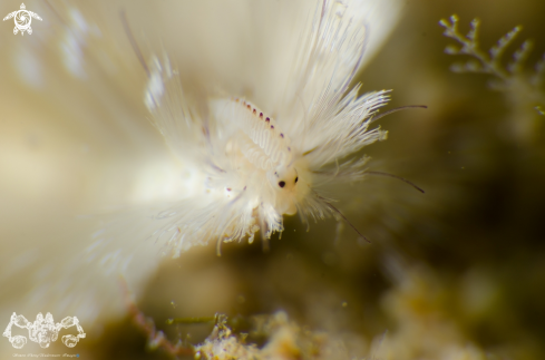 A Chloeia sp. | Bristle Worm