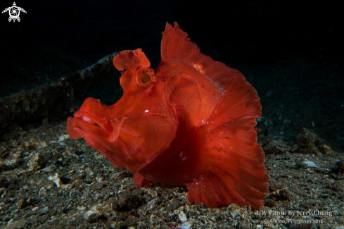 A Scorpionfish