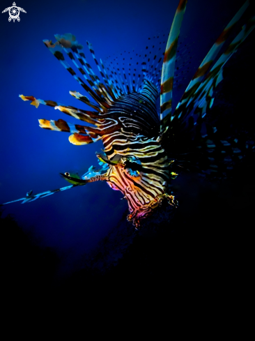 A Lionfish