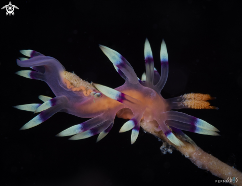 A Nudibranch 