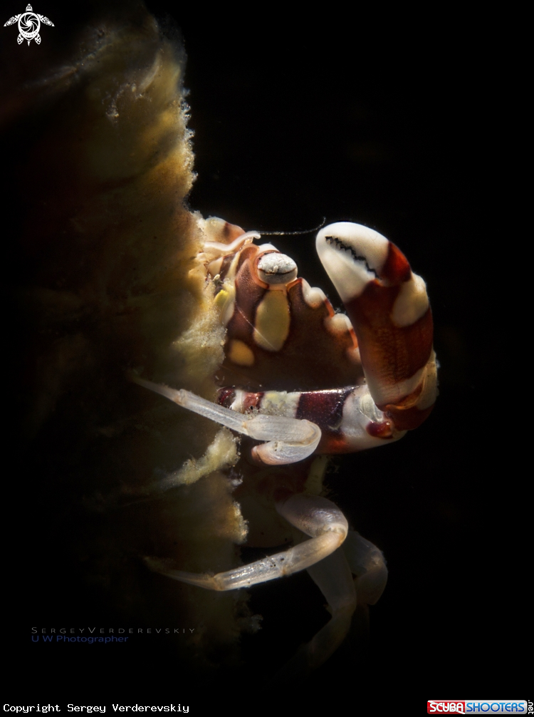 A Harlequin Swimming crab (Lissocarcinus Laevis)