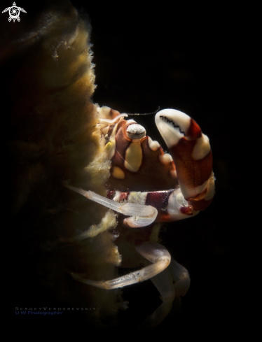 A Harlequin Swimming crab (Lissocarcinus Laevis)