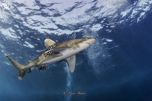 A Oceanic White tip Shark