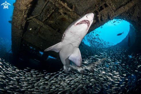 A Carcharias taurus | Sand Tiger Shark