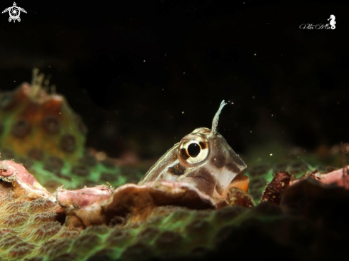 A Blenny 