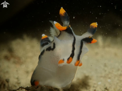 A Nudibranch