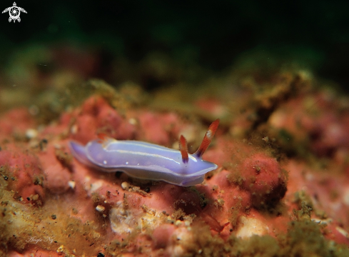 A Nudi