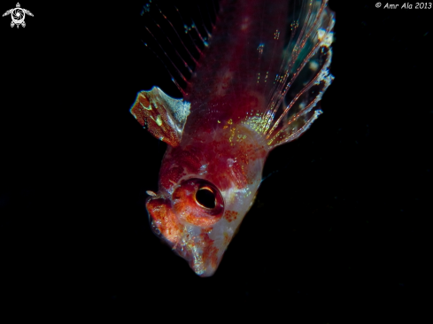 A Enneapterygius sp. | Redsea triplefin