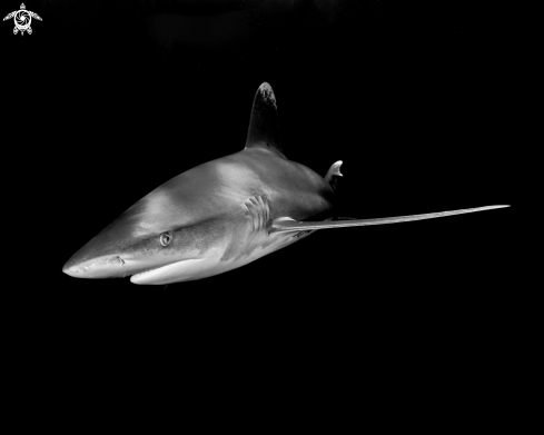 A Oceanic White Tip Shark