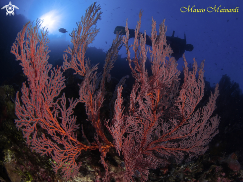 A Gorgonian