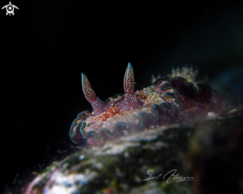 A Glossodoris cincta | Nudibranch