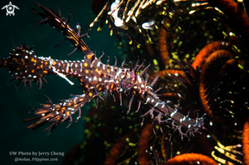 A Ghost pipefish