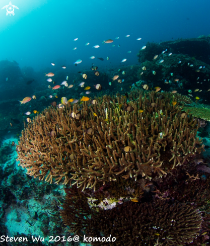 A coral reef fish