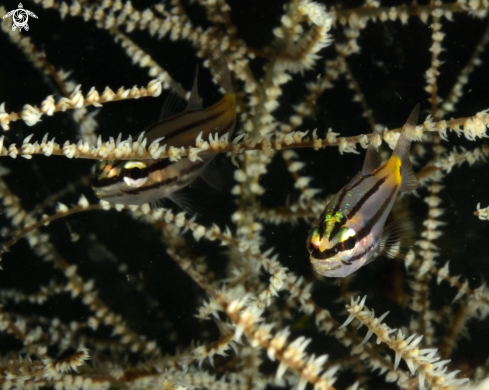 A Meiacanthus grammistes | Striped blenny