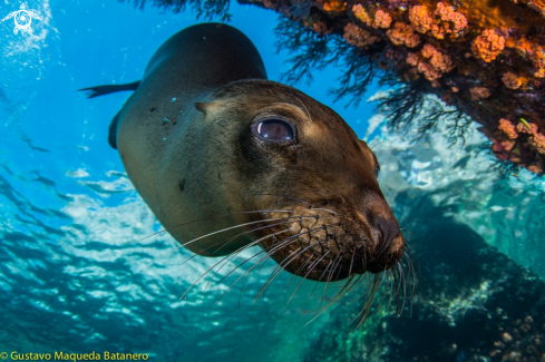 A Sea Lion