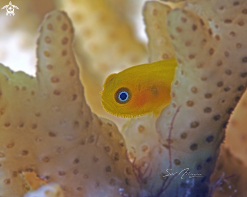 A Paragobiodon xanthosoma | yellow goby