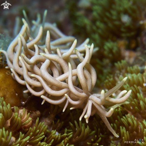 A Phyllodesmium briareum | Nudibranch