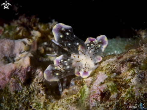 A Nudibranch