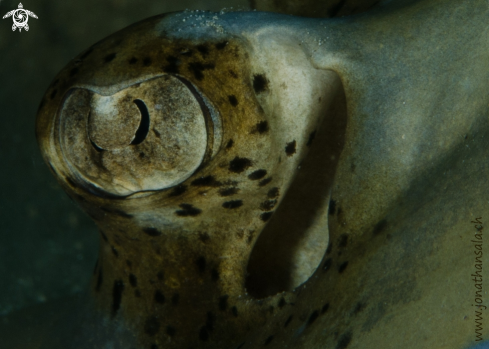 A Blue spotted stingray