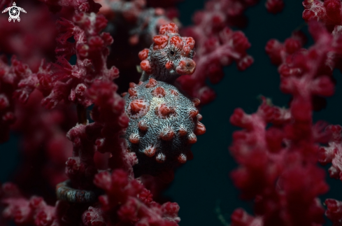 A Bargibanti Pygmy Seahorse