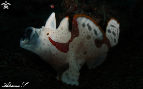 A juvenile Frogfish