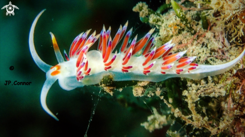 A Cratena peregrina | Limace pélerine