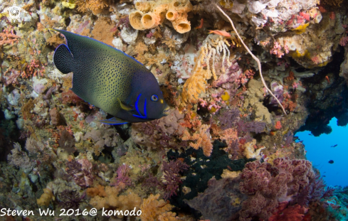 A queen angelfish 