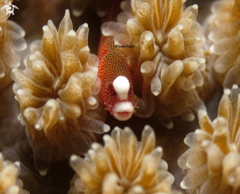 A pipefish