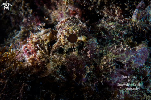 A Scorpaena plumieri | Scorpionfish