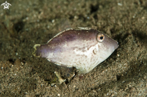 A reef fish