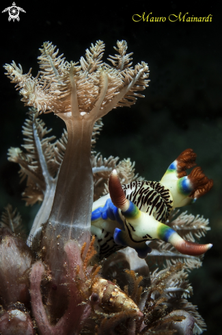 A Nudi & snoot