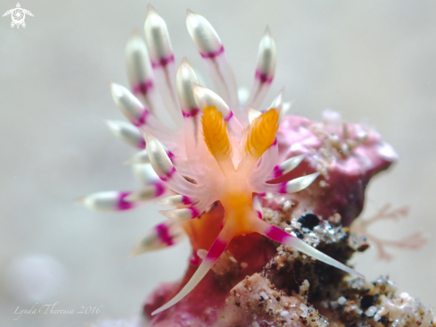 A Flabellina exoptata