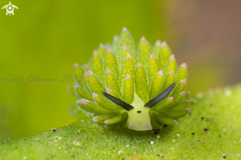 A costasiella 