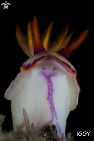 A Nudibranch