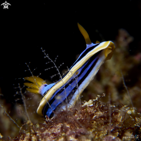 A Nudibranch