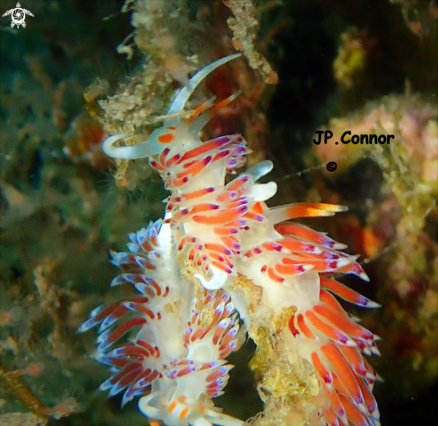 A Cratena peregrina | Limace pélerine