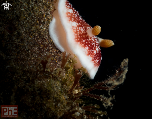 A Nudibranche