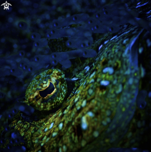 A Peacock flounder (eye)
