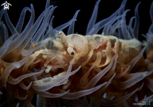 A Wire coral shrimp