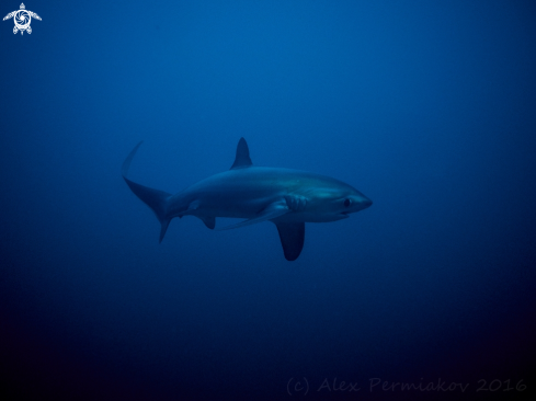 A Thresher shark