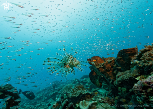 A Lion Fish