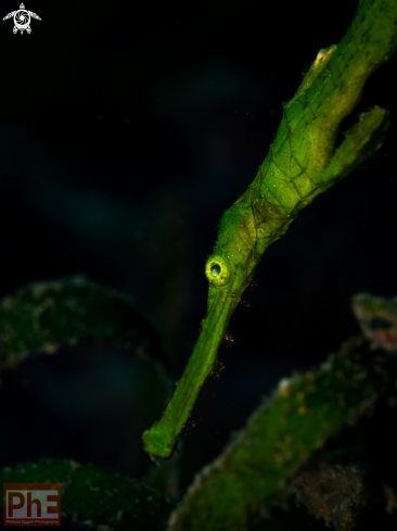 A Robust ghost pipefish