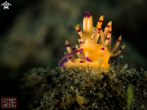 A Nudibranche