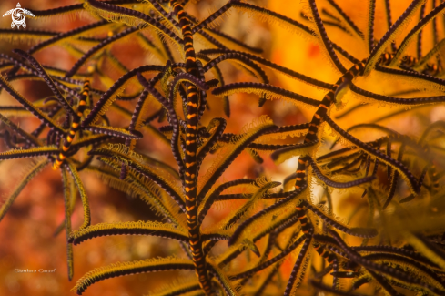 A oxycomanthus bennetti | Crinoid,crinoide