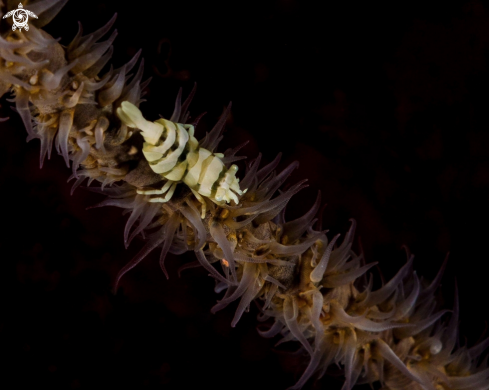 A Pontonides unciger | Whip Coral Shrimp