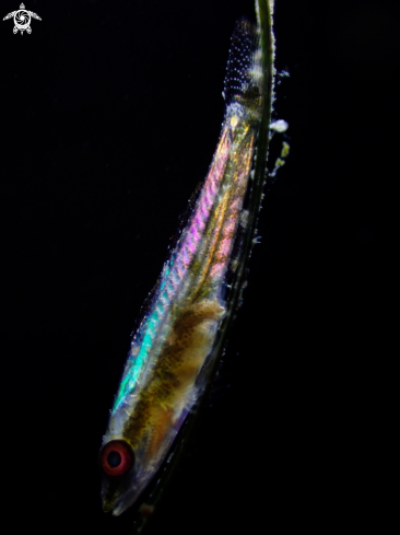 A Common Goby