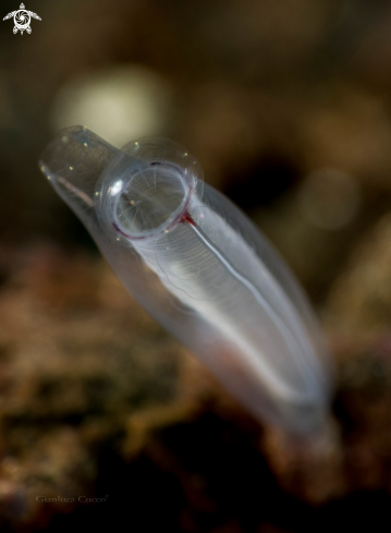 A Rhopalaea sp. | Tunicate