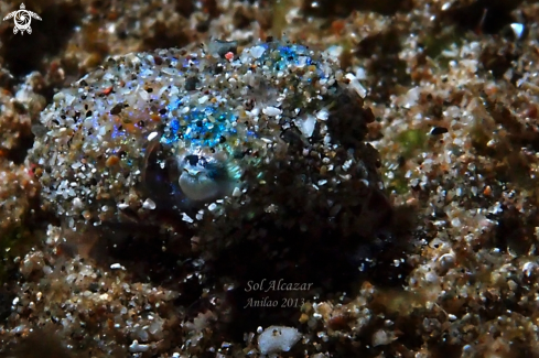 A bobtail squid