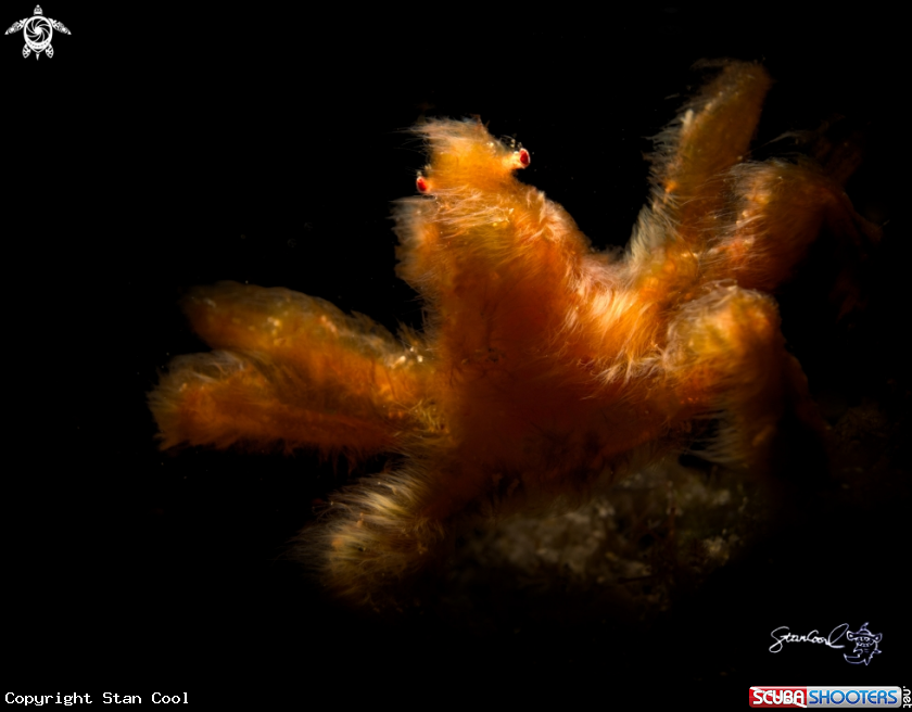 A Hairy orangutan shrimp